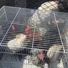 دياك دجاج بلدي