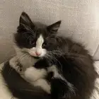 قط اليف جدا