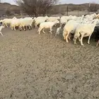 غنم صنف ومراح واحد
