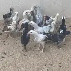 صوص سندي باكستاني فوليا