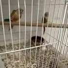 جوز كنيور اناناس