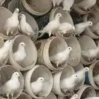 حمام فرنسي   سلفر