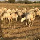 ضان العدد 40 كلها دوار واكثرها قرايب