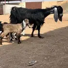 عنز متبع معها 2 جفره وتيس توها تامه. شبب