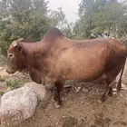 ثور فحل للبيع بلدي السنه رباع
