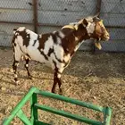 فحل اربد مشروط