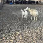نعجه والد تحتها طلي ورخل وسلميه من جميع العذاريب