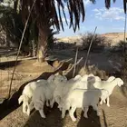 طليان نظيفة ومقفله شحم