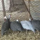 دجاج حبشي ((حجل
