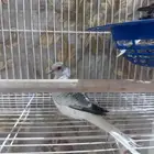 يمام ماسي