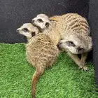 ميركات تيمون