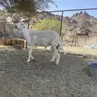 خروف جذع توه قلع للثني فحل جبر وناهي