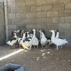 بط سوداني  فروخ بط سوداني وز بلدي