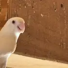 ازوج روزمنتجه