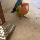 عصافير روز