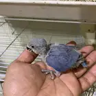 للبيع فرخ روز غر