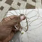شبك طيور لبيع