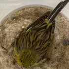 زوج كناري روسي