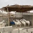 غنم حرش العدد 10 الوليد 1 الغنم3 صغار سن والباقيه جامع شباب