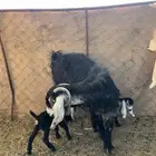 عند عارضيه ولد للبيع