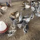 دجاج منوع بأسعار مناسبة