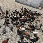 دجاج بلدي