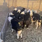 بهم نجد طيب ونظيف