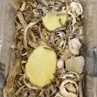 دود قبابي حي