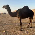 للبيع ناقة حايل يذبح لهاانتاج لهاأواخرسنة 2019م