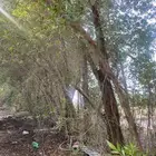 للبيع بزرومي بزروميه