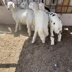 طليان