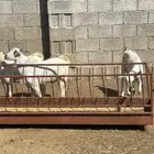 تيوس فل شحم مخصيه