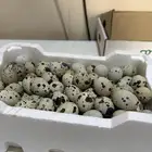 بيض سمان العدد 5اطباق