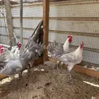 للبيع ديوك فيومي المنيوم