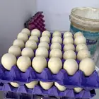 بيض بط مسكوفي