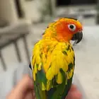 كنيور للبيع