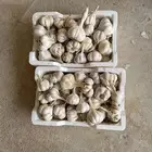 ثوم بلدي