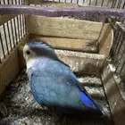 روز للبيع ذكر