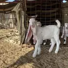 للبيع تيس خصم عمره سبوعين