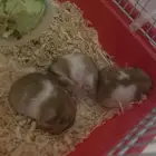 هامستر سوري