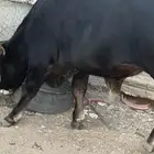 عجل