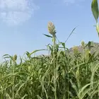 قصب بيضاء بلدي