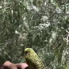 عصفور