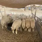 رخال شحم طيبه ونضيفه