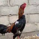 دجاج باكستاني