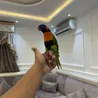 لوري رد كلاور مجنون رسمي اليف حمامه ومتكلم على اليد تم البيع