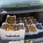 تمر فنخة و صقعي و اصفر