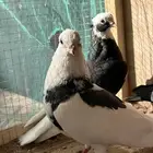 حمام