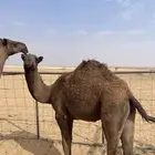 حاشي للبيع العمر 10 شهور