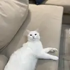 قط ذكر معقم شيرازي بلدي للتبني بالخبر